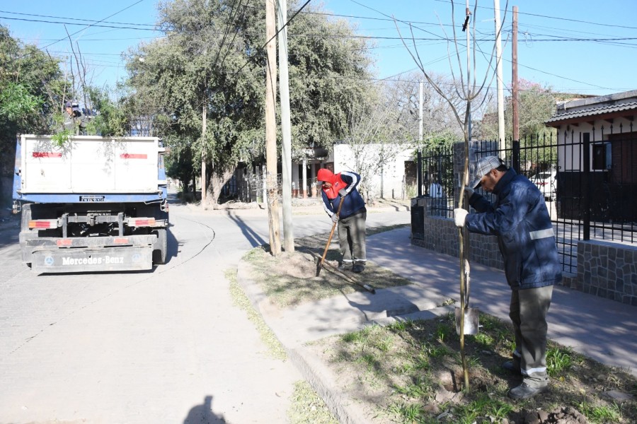 La Municipalidad plantará más de 3.000 árboles en Huaico Hondo