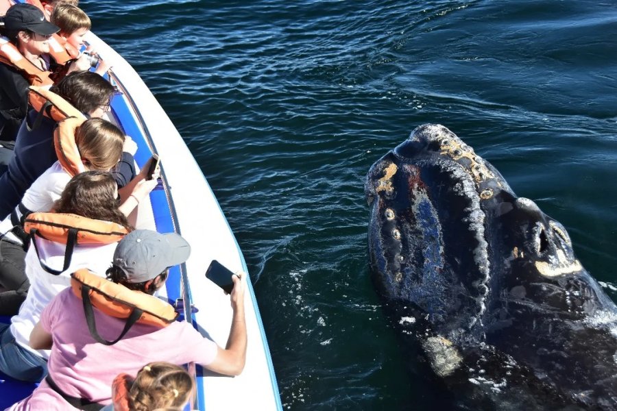 Récord histórico de ballenas en Península Valdés: Más de 2.100 ejemplares en la temporada 2025