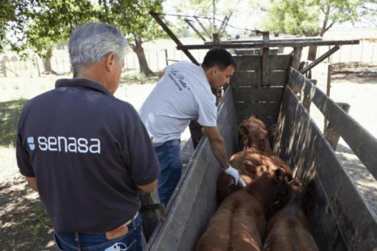 Fiebre aftosa: El Gobierno anunció un recorte del plan de vacunación para 2026