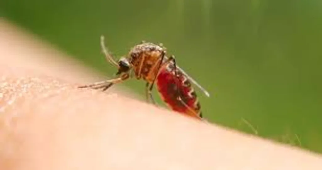 Fiebre de Oropouche: Salud advierte por la presencia del jején en Salta Fiebre de Oropouche: Salud advierte por la presencia del jején en Salta