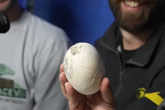 Científicos del Conicet hallaron un nido de huevos de un dinosaurio carnívoro y lo mostraron en vivo por streaming