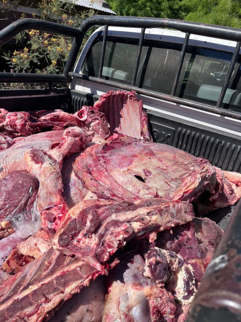 Decomisan 4.000 kilos de carne proveniente de la faena clandestina y clausuran un comercio en Clodomira