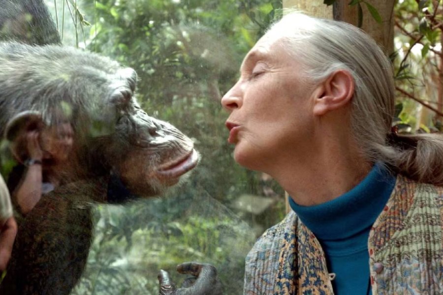 Murió a los 91 años Jane Goodall, “la mujer de los chimpancés”