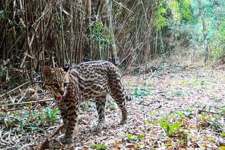 Realizan el mayor relevamiento poblacional del ocelote en la selva misionera