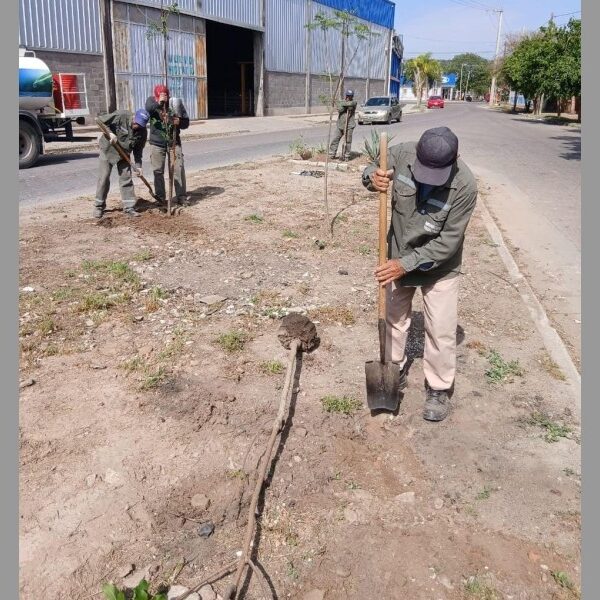 La Municipalidad inició la plantación de más de 3300 árboles en el barrio Los Inmigrantes