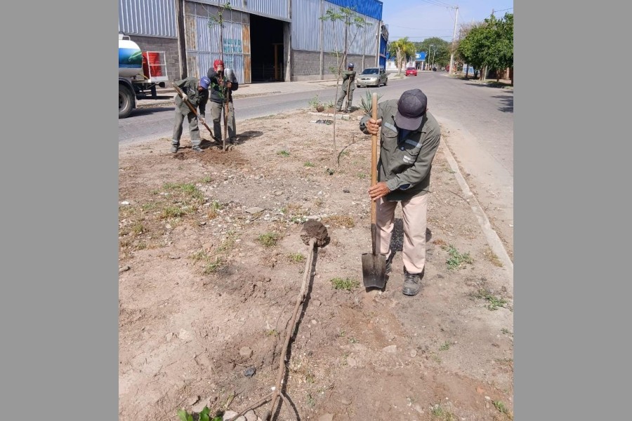 La Municipalidad inició la plantación de más de 3300 árboles en el barrio Los Inmigrantes