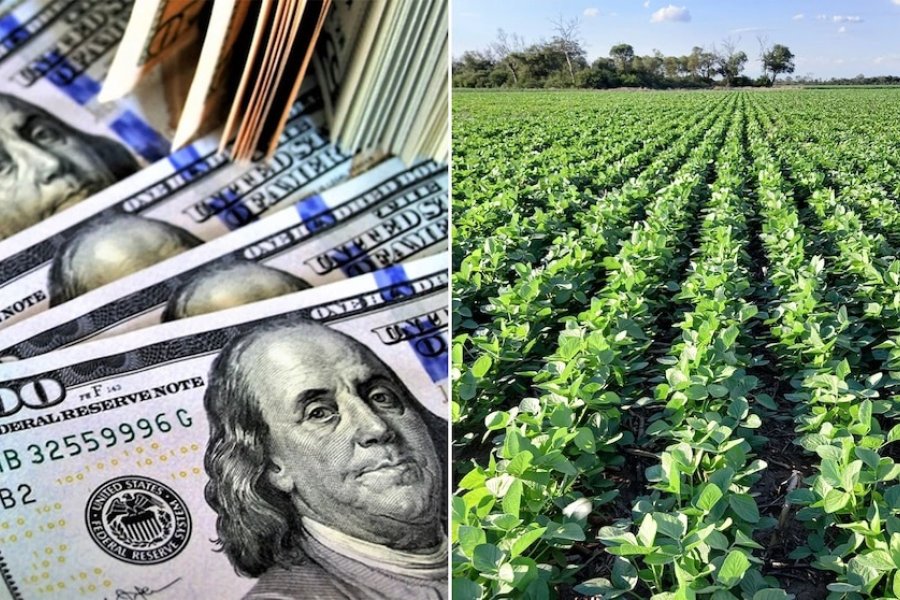 Ya se vendió la mitad de la soja con retenciones 0%: Qué precio recibió el productor y cuántos dólares retuvo el Gobierno