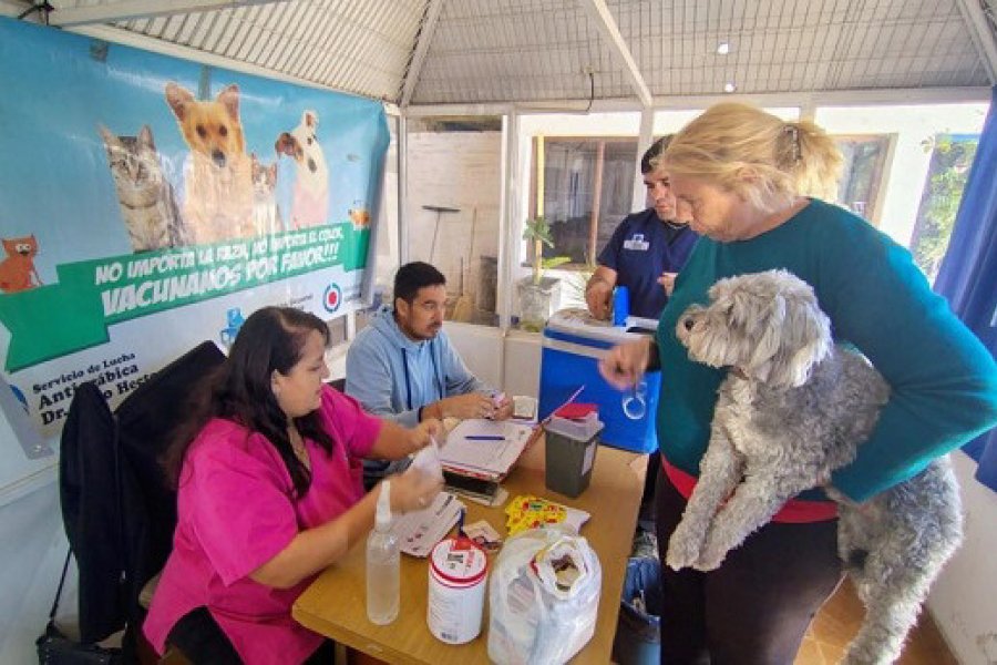 Fernández: Operativo de vacunación y desparasitación de perros y gatos