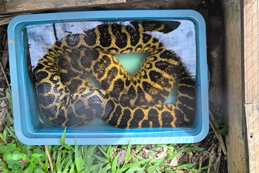 Más de 100 animales exóticos fueron rescatados de una veterinaria por maltrato y comercialización ilegal