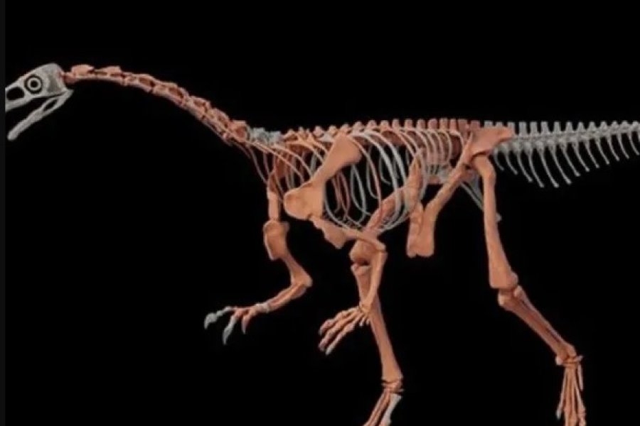 Científicos del CONICET encontraron los restos de uno de los dinosaurios más antiguos del mundo