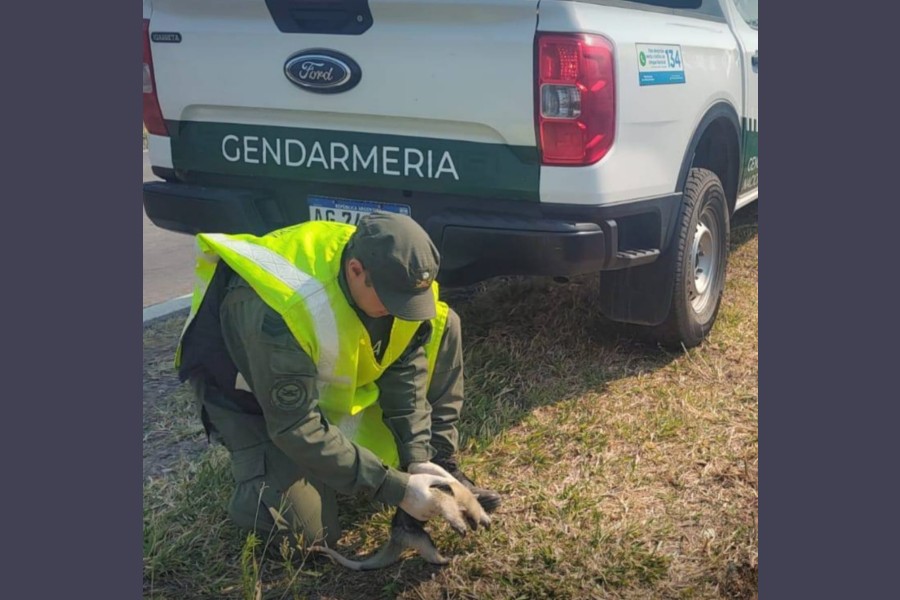 Gendarmes rescatan a una cría de oso melero en medio de los incendios en Orán