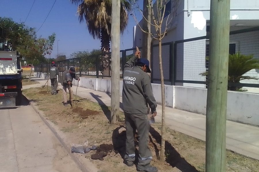 Comenzó la plantación de 3.700 árboles en el barrio Mariano Moreno