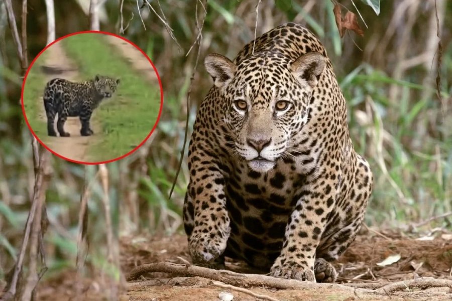 Aumentan los avistajes de yaguareté silvestre en Corrientes: El ibera recupera a su depredador tope