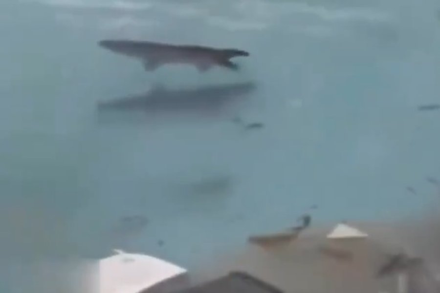 Huracán Melissa en Jamaica: La insólita escena de tiburones arrastrados a la pileta de un resort