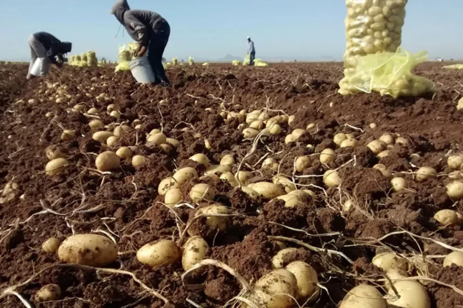 Escándalo de esclavitud: Rescatan a 17 santiagueños, 9 menores, de una finca en Córdoba por explotación laboral Escándalo de esclavitud: Rescatan a 17 santiagueños, 9 menores, de una finca en Córdoba por explotación laboral