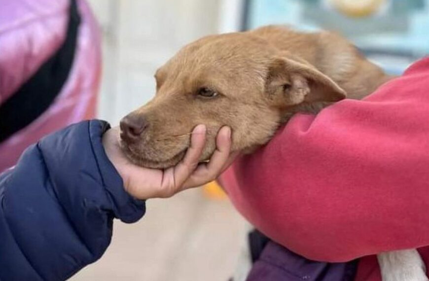 Bienestar Animal: Intensifican las campañas de castración masiva y gratuita en Las Termas