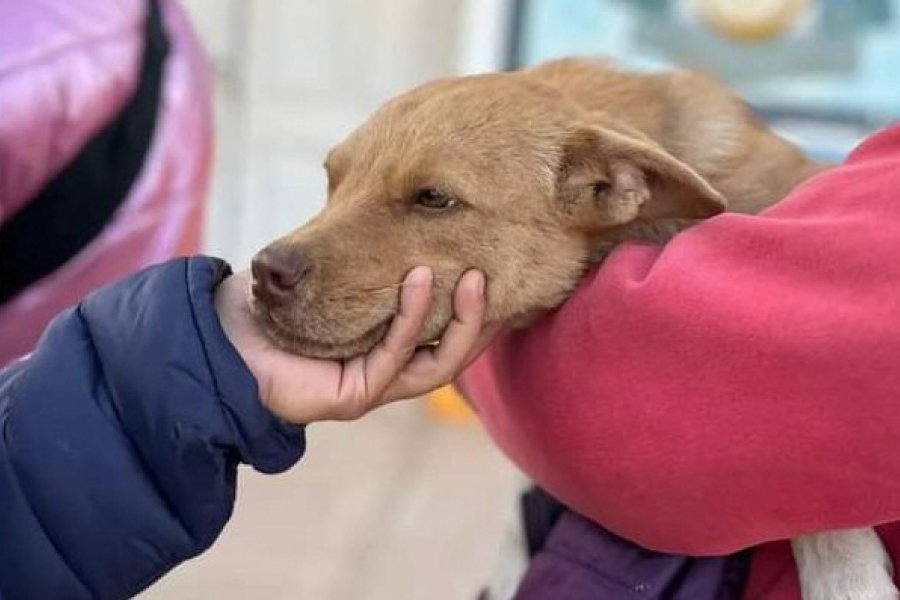 Bienestar Animal: Intensifican las campañas de castración masiva y gratuita en Las Termas Bienestar Animal: Intensifican las campañas de castración masiva y gratuita en Las Termas