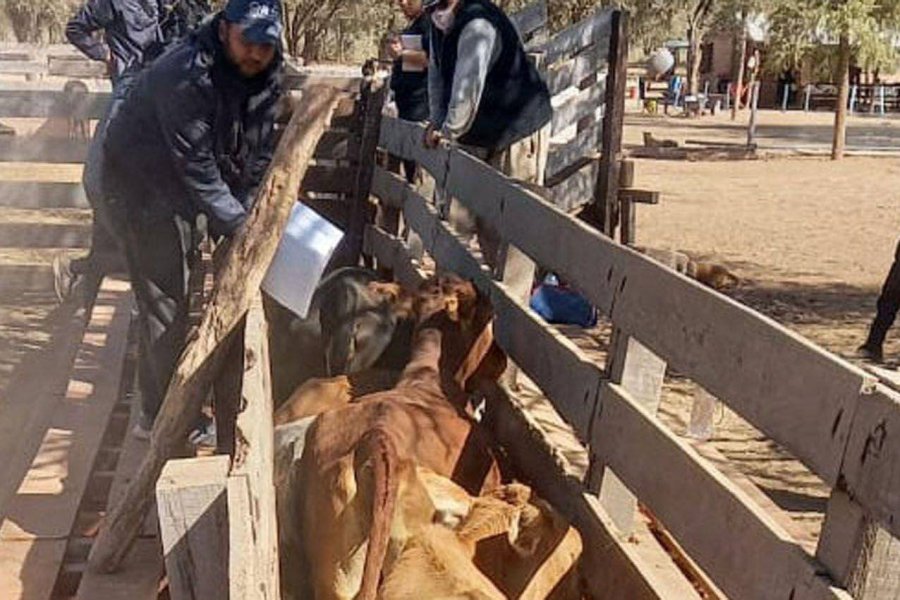 Detienen a cinco hombres en Copo por transportar vacunos sin documentación