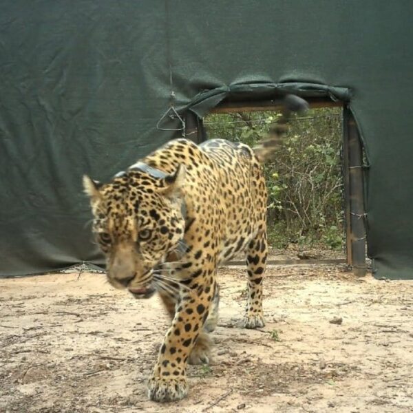 Estiman en más de $2.600 millones el daño ambiental por la desaparición de un Yaguareté en el Impenetrable