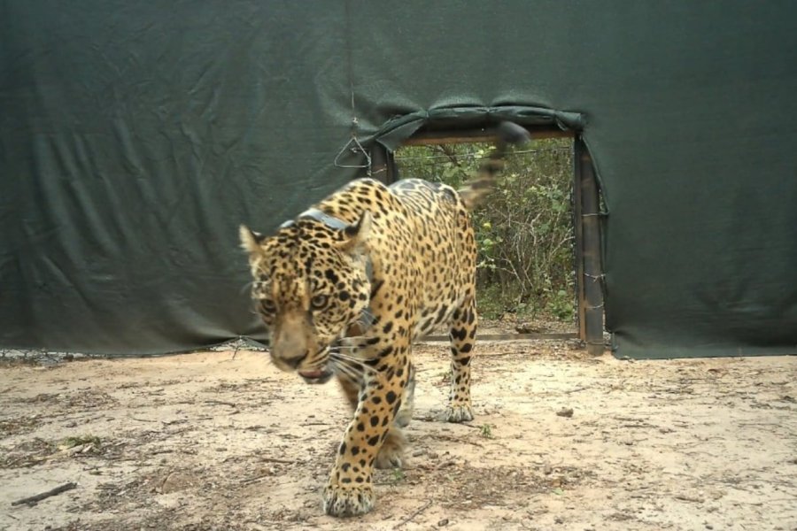 Estiman en más de $2.600 millones el daño ambiental por la desaparición de un Yaguareté en el Impenetrable