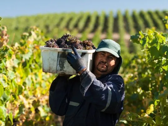 El Gobierno eliminó 973 normas para reducir la regulación en la industria vitivinícola El Gobierno eliminó 973 normas para reducir la regulación en la industria vitivinícola