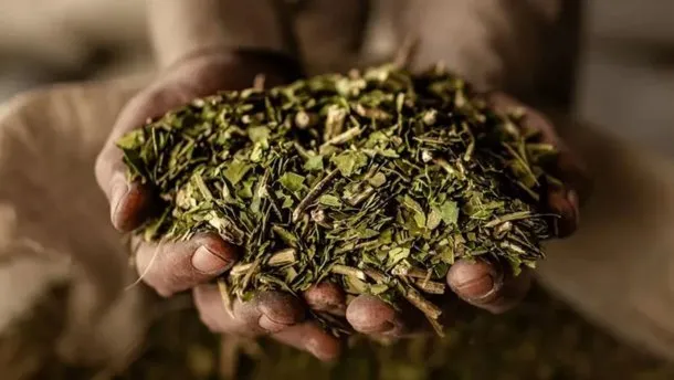 El gobierno de Milei desregula la yerba mate y elimina la fijación de precios del INYM