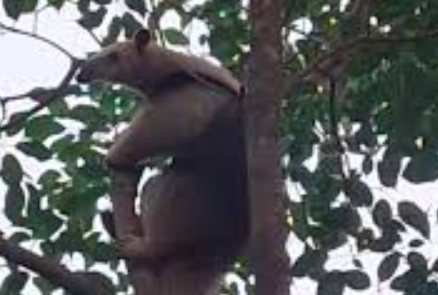 Final feliz: Rescatan a un oso melero en el barrio Huaico Hondo