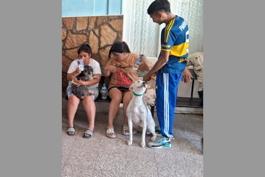 Operativo sanitario gratuito: Más de 100 mascotas esterilizadas en la Capital