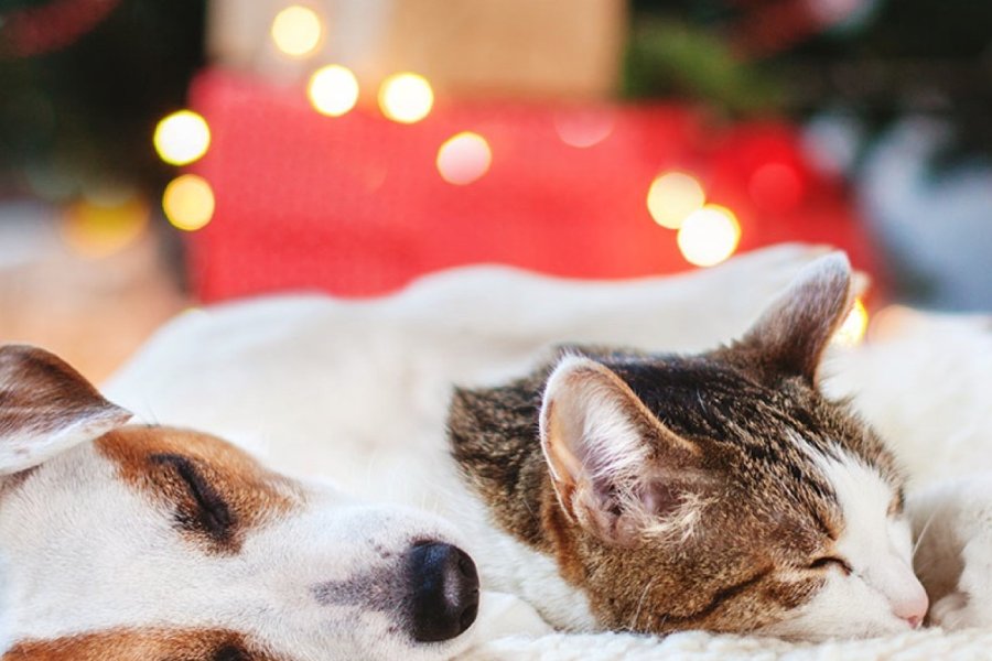 Campaña “más Luces, menos Ruido” busca el bienestar animal y comunitario en las fiestas