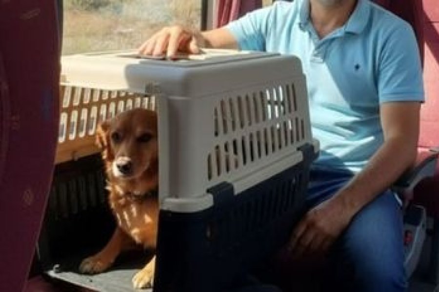 Viajar con mascotas en colectivos y trenes ahora es posible