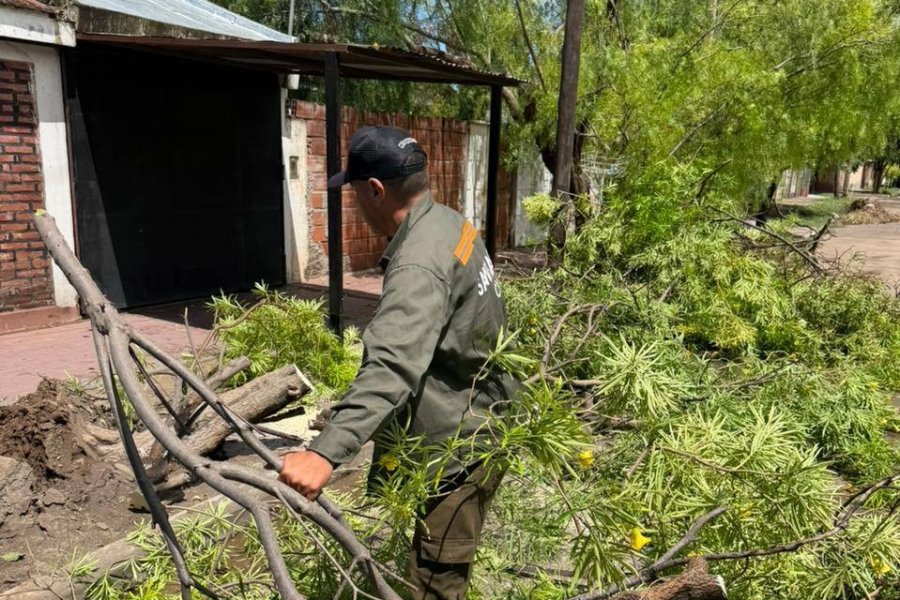 Operativo de Emergencia por árboles caídos