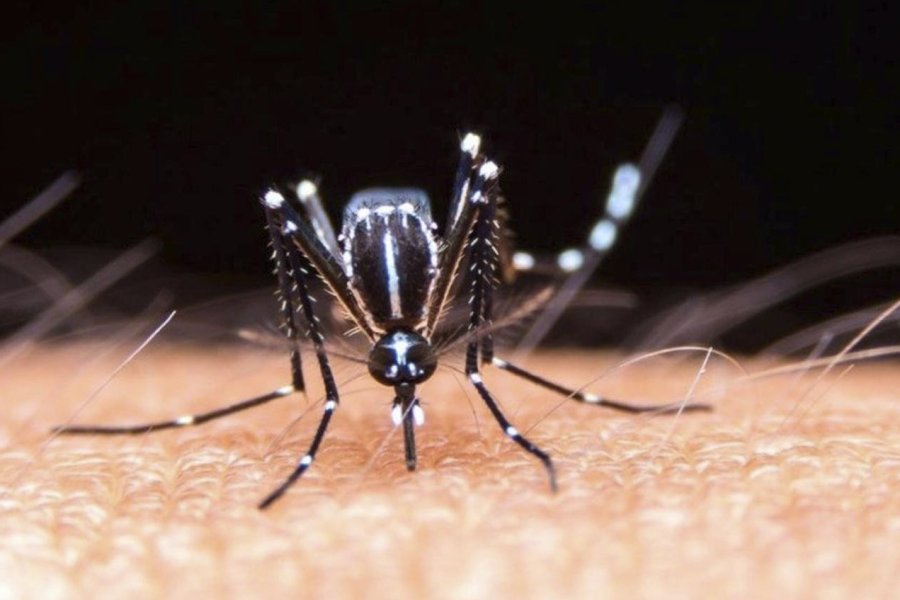 Alerta Dengue: Guía de prevención ante el clima en Santiago del Estero