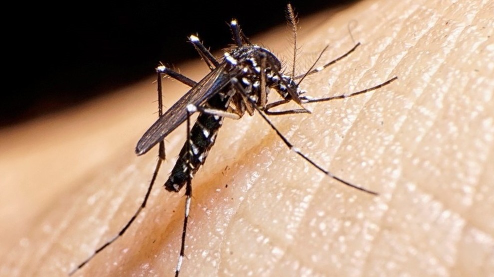 Dengue: El Ministerio de Salud refuerza la importancia de eliminar criaderos después de las lluvias Dengue: El Ministerio de Salud refuerza la importancia de eliminar criaderos después de las lluvias