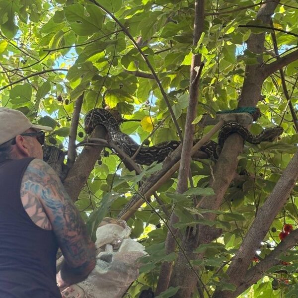 Operativo de rescate animal: Retiran una lampalagua de una casa en el barrio Avenida