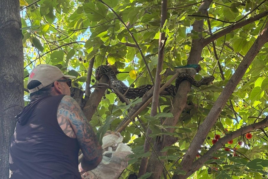 Operativo de rescate animal: Retiran una lampalagua de una casa en el barrio Avenida