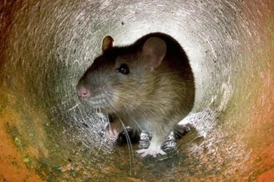 Emergencia sanitaria en Buenos Aires: Se elevan a cinco las muertes por hantavirus