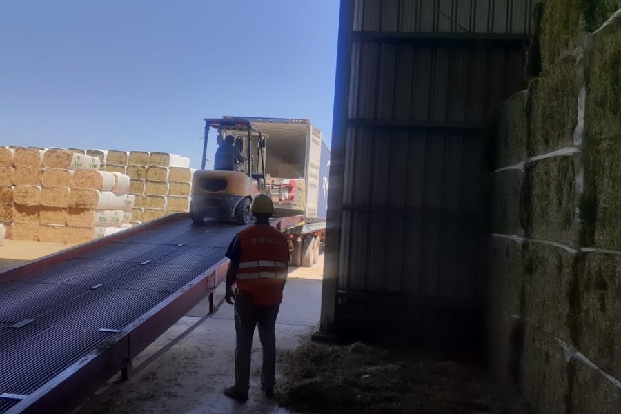 Récord forrajero: Las exportaciones de alfalfa santiagueña dieron un salto del 70% en el último año Récord forrajero: Las exportaciones de alfalfa santiagueña dieron un salto del 70% en el último año