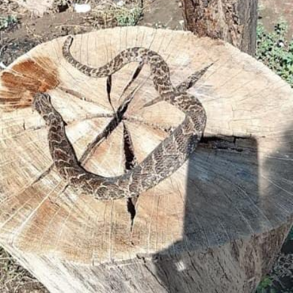 Peligro en La Banda: Vecinos del barrio Tabique denuncian invasión de yararás