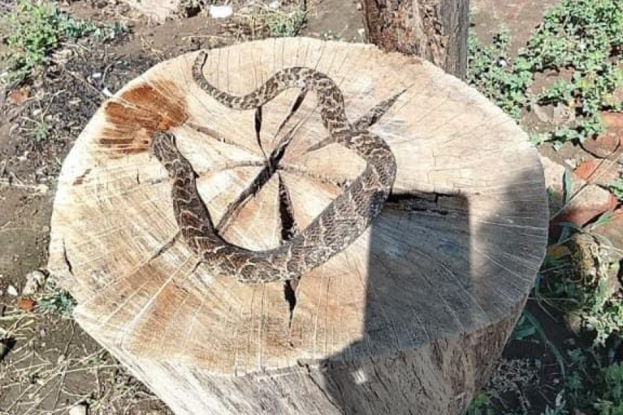 Peligro en La Banda: Vecinos del barrio Tabique denuncian invasión de yararás Peligro en La Banda: Vecinos del barrio Tabique denuncian invasión de yararás