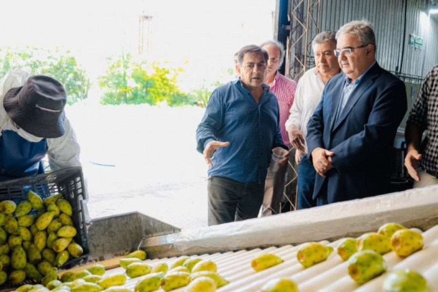 Hito para la producción de Catamarca: La tuna local llega al mercado europeo