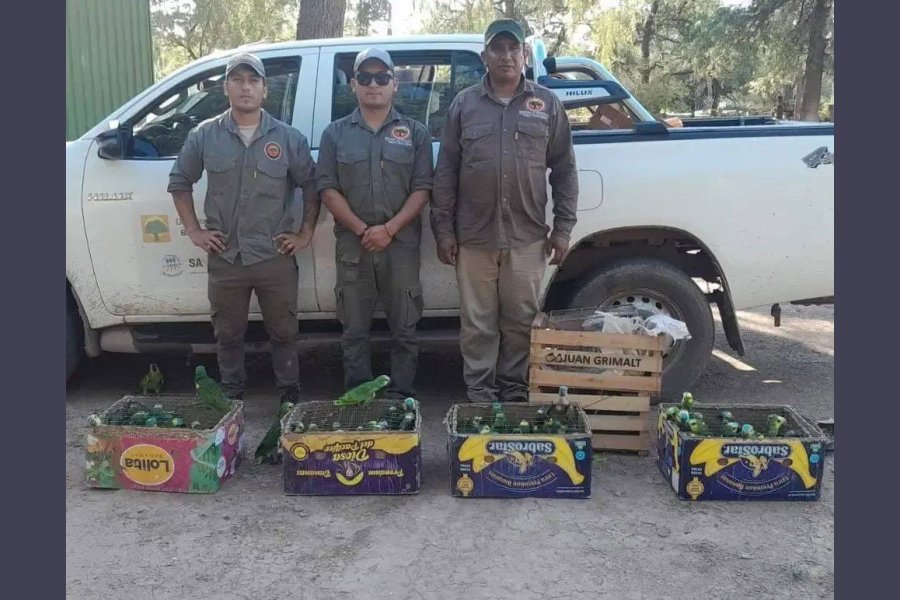 Desarticulan red de tráfico de fauna en Monte Quemado