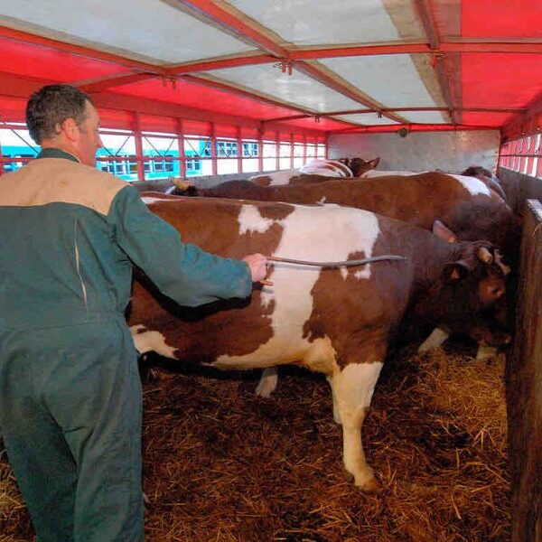 Escándalo en el departamento Aguirre: Detuvieron al jefe de la Subcomisaría de Malbrán por abigeato