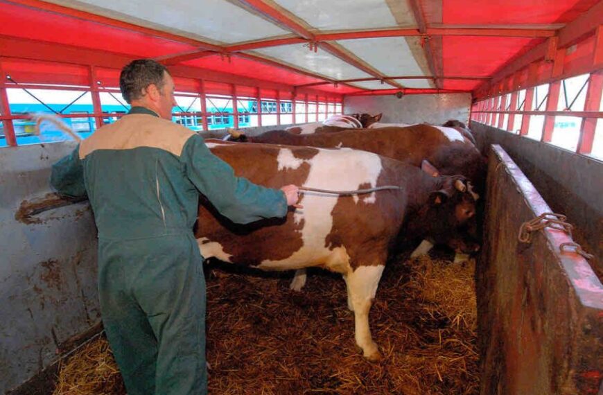 Escándalo en el departamento Aguirre: Detuvieron al jefe de la Subcomisaría de Malbrán por abigeato