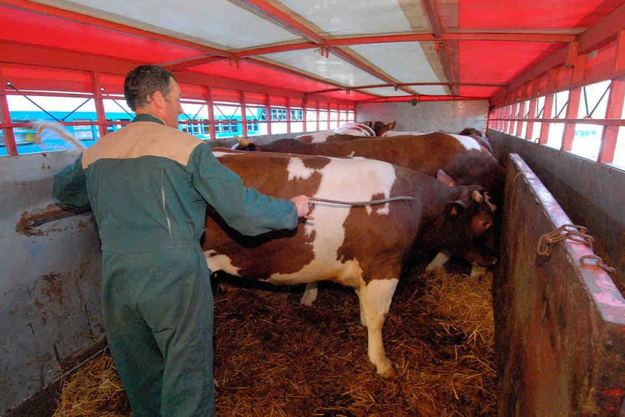 Escándalo en el departamento Aguirre: Detuvieron al jefe de la Subcomisaría de Malbrán por abigeato