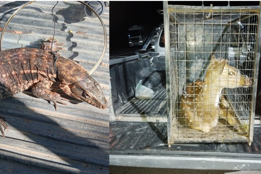 Guardianes de la biodiversidad: Operativos de rescate y control de fauna en Santiago del Estero