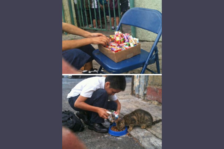 El noble gesto de Miguelito: Vendía dulces para alimentar a un gato abandonado El noble gesto de Miguelito: Vendía dulces para alimentar a un gato abandonado