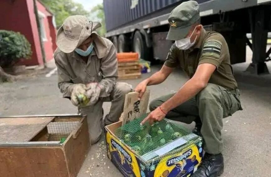 Operativo histórico: Rescatan 500 animales rumbo a Buenos Aires