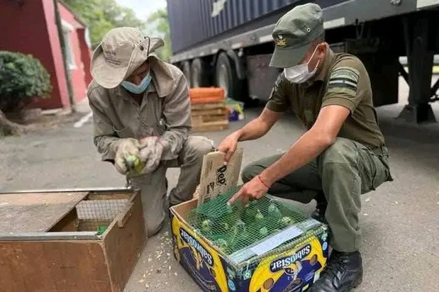 Operativo histórico: Rescatan 500 animales rumbo a Buenos Aires