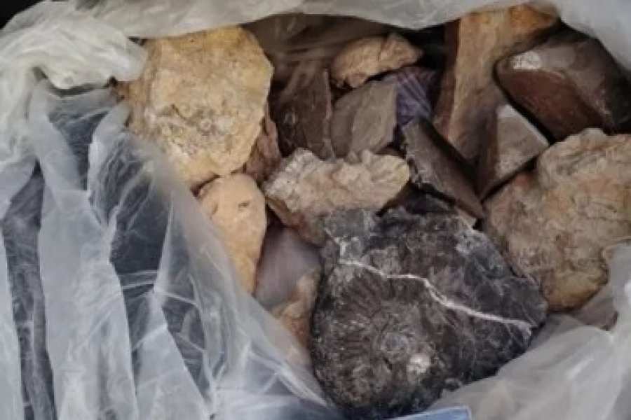 Detuvieron a un hombre con 18 fósiles en el baúl cuando intentaba cruzar a Chile