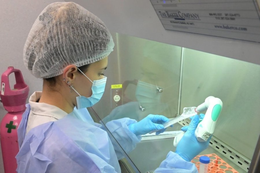 Hito científico: Nueva terapia logra eliminar tumores de páncreas en modelos experimentales